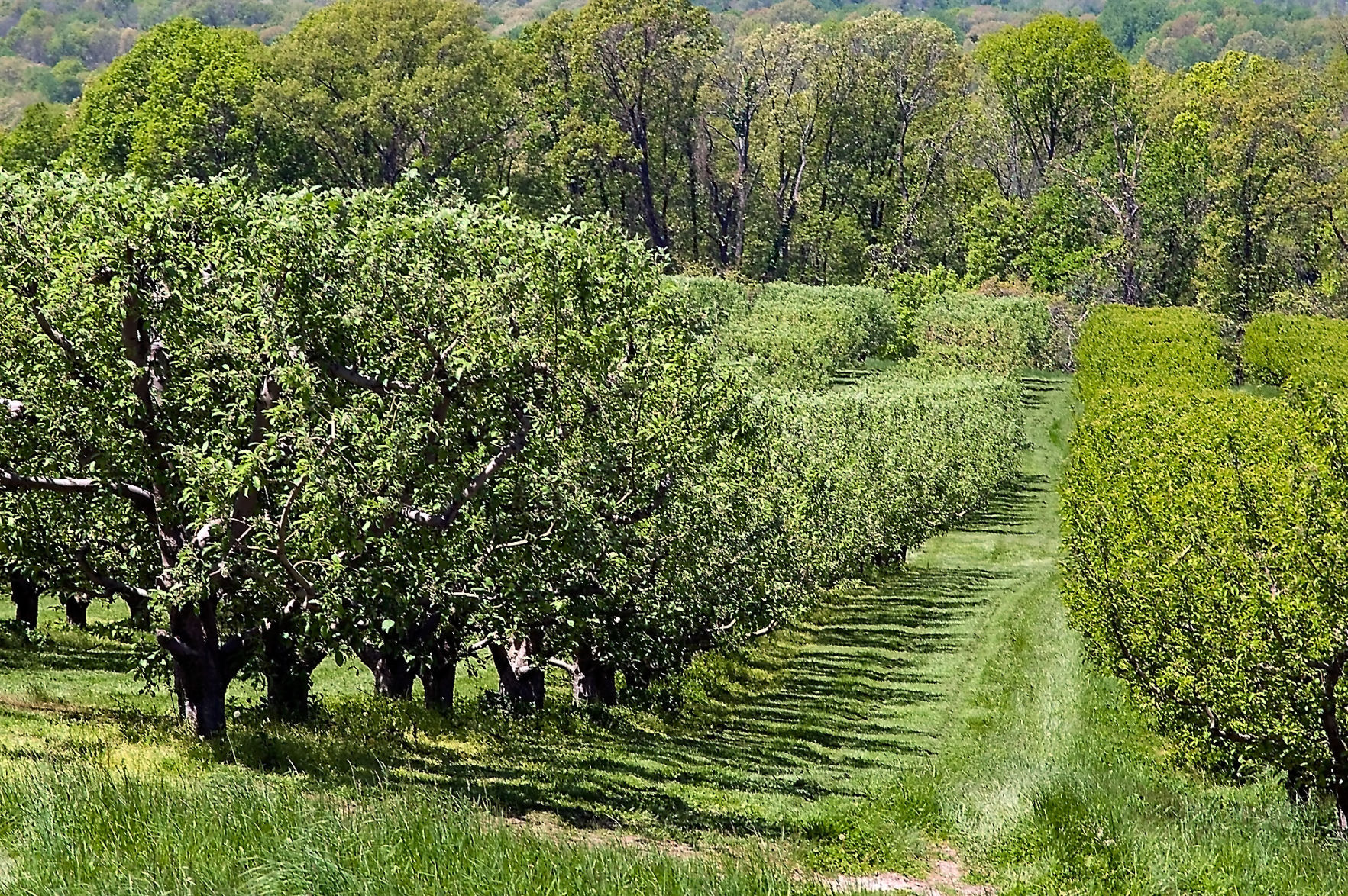 Hard Cider